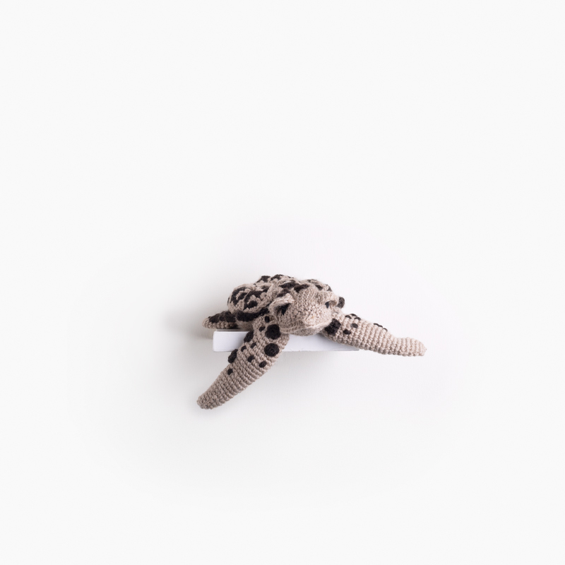 Coral Toad
